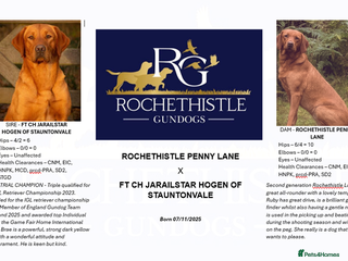 Labrador Retriever dogs Health Tested FTCH Sired Working Labrador Puppies - Advert 13