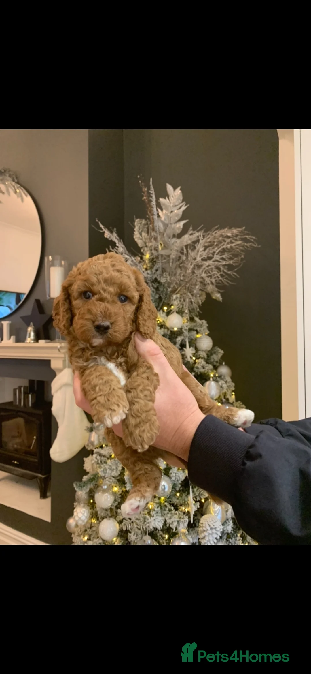 Miniature Poodle dogs for stud: Our Very handsome, charming Red Miniature Poodle  in Warrington - Advert 27