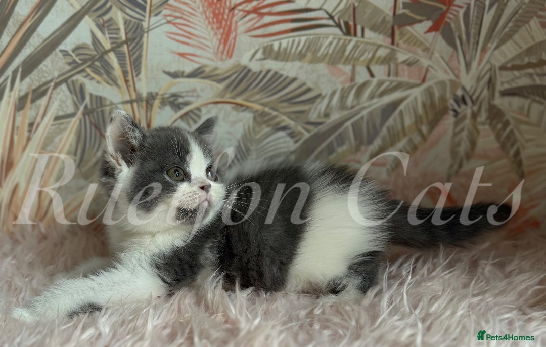 British Shorthair cats for sale: GCCF registered retired very friendly Queen  - Advert 5