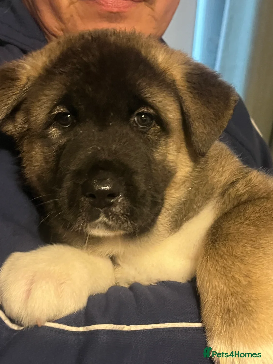 Akita dogs for sale: Akita puppies 1 male 1 female in Doncaster - Advert 2