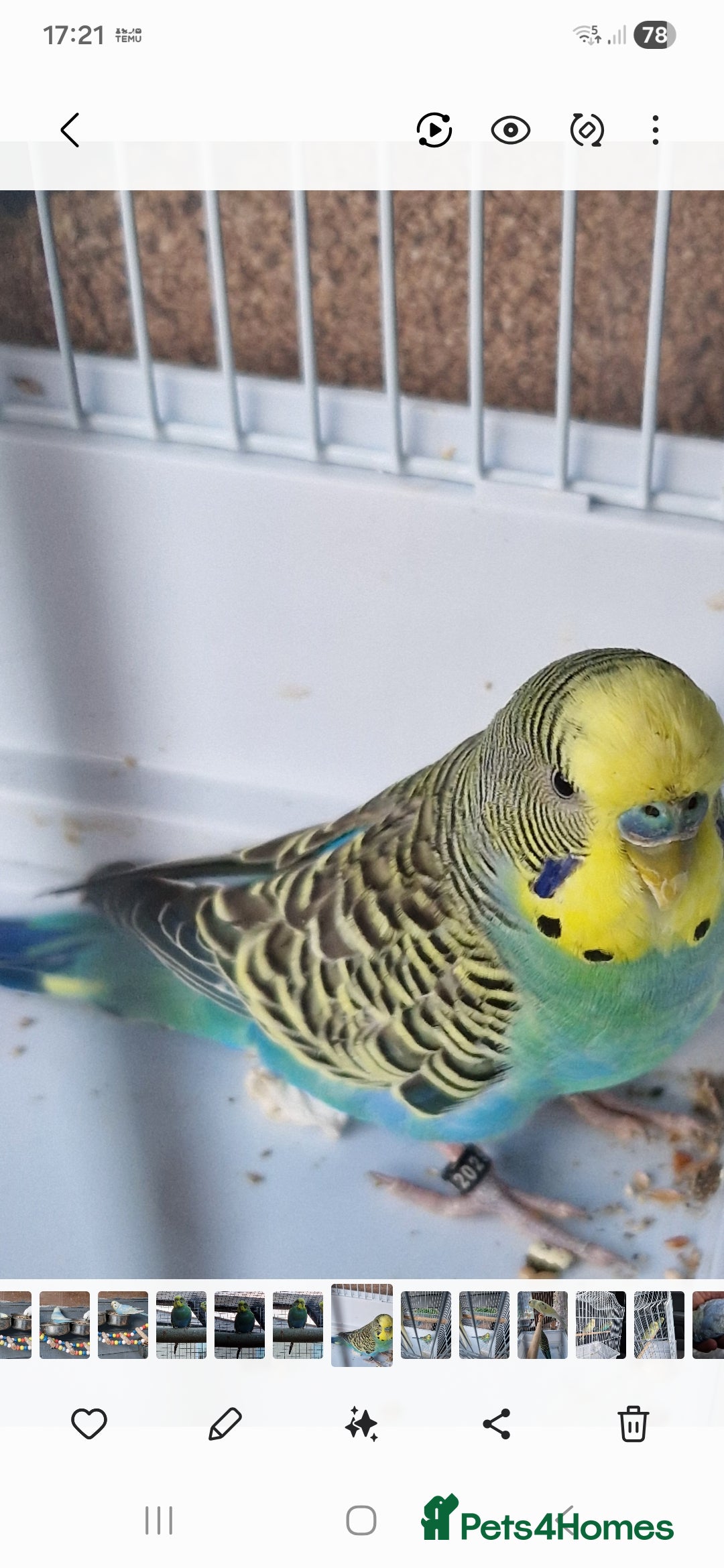 Budgerigars birds for sale: 1 male 1 female adult budgie £100 - Advert 2