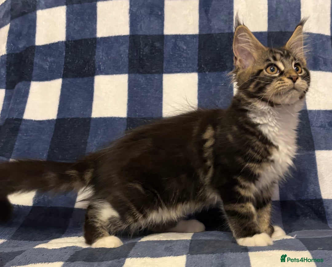 Maine Coon cats for sale: Beautiful Maine Coon Kitten - Champion Lines - Image 34