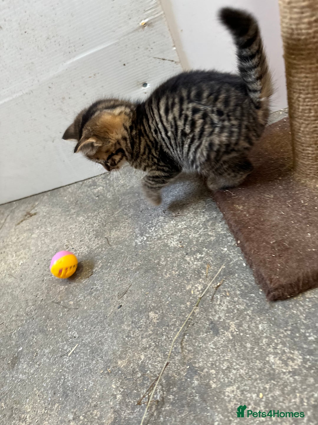 British Shorthair cats for sale: Beautiful kittens for sale - Image 32
