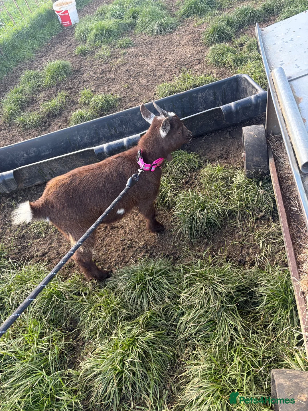 Goats livestock for sale: Pygmy goats - Advert 2