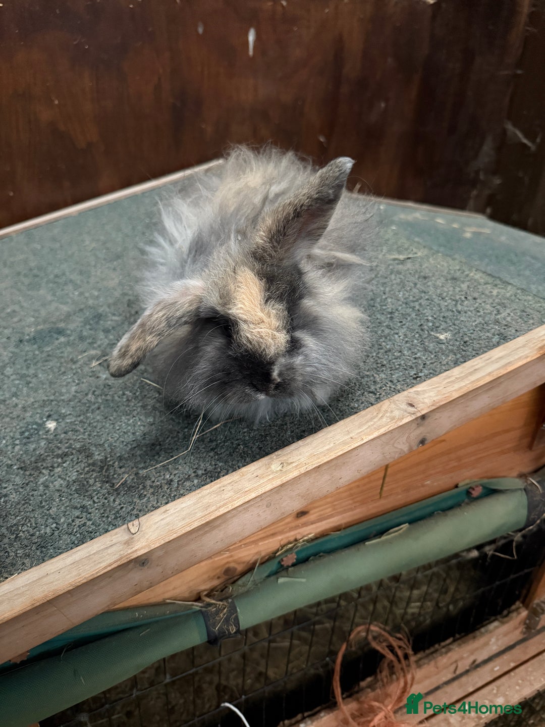 Mini Lion Lop rabbits for sale: Stunning coloured mini lion lops - Advert 1