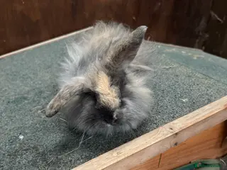 Mini Lion Lop rabbits Stunning coloured mini lion lops - Advert 15