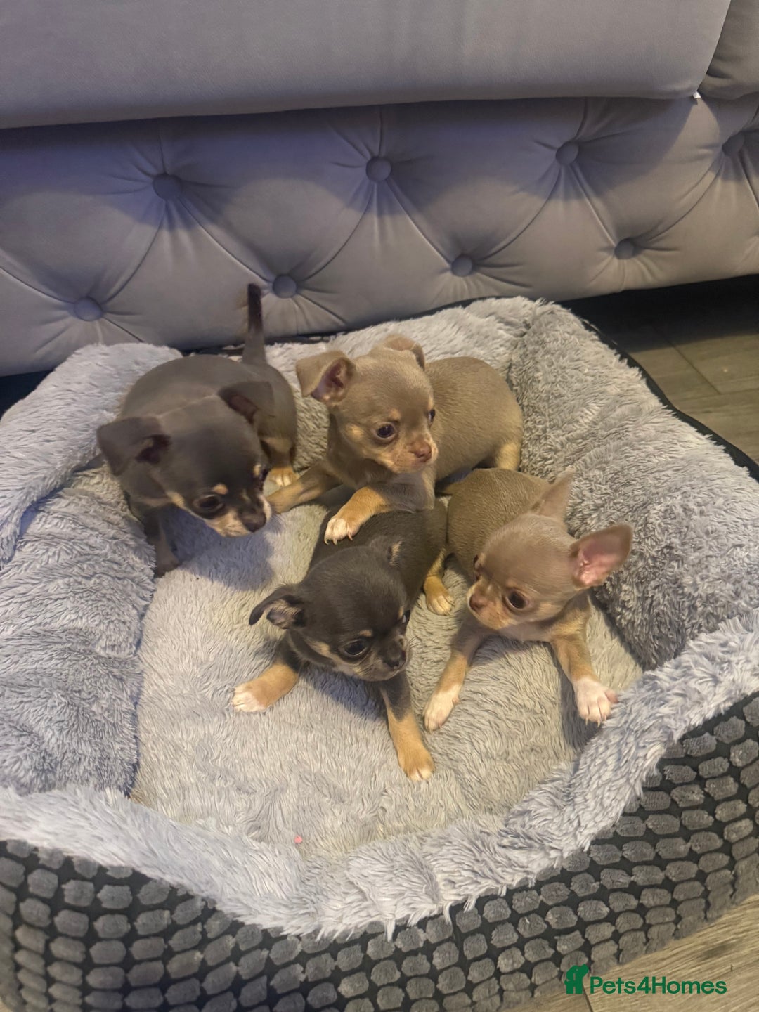 Chihuahua dogs for sale: The smallest girl is still available 🏡 last pup - Image 4