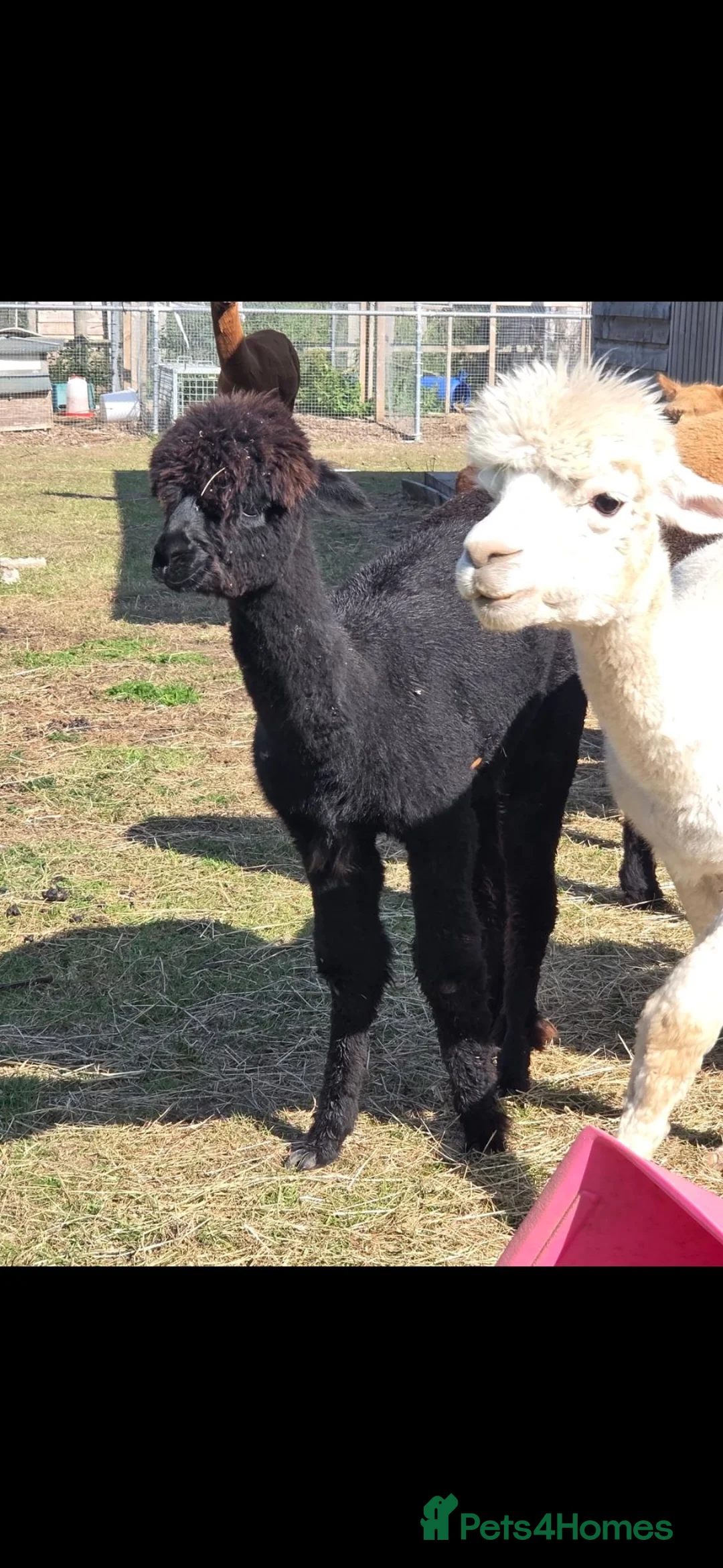 Alpaca livestock for sale: Alpacas  in Neston - Advert 5