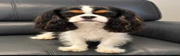 Cavapoo dogs for sale: F1 cavapoo puppies 5⭐️ breeder in Sheerness - Advert 9