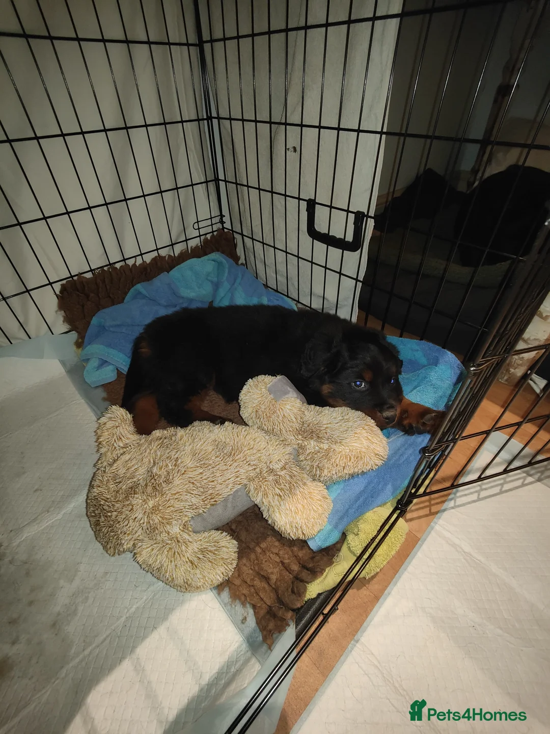 Rottweiler dogs for sale: Rottweiler male pup 10 weeks - Advert 1