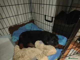 Rottweiler dogs Rottweiler male pup 10 weeks - Advert 9