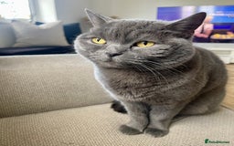 British Shorthair cats for sale: British blue (female) - Image 4