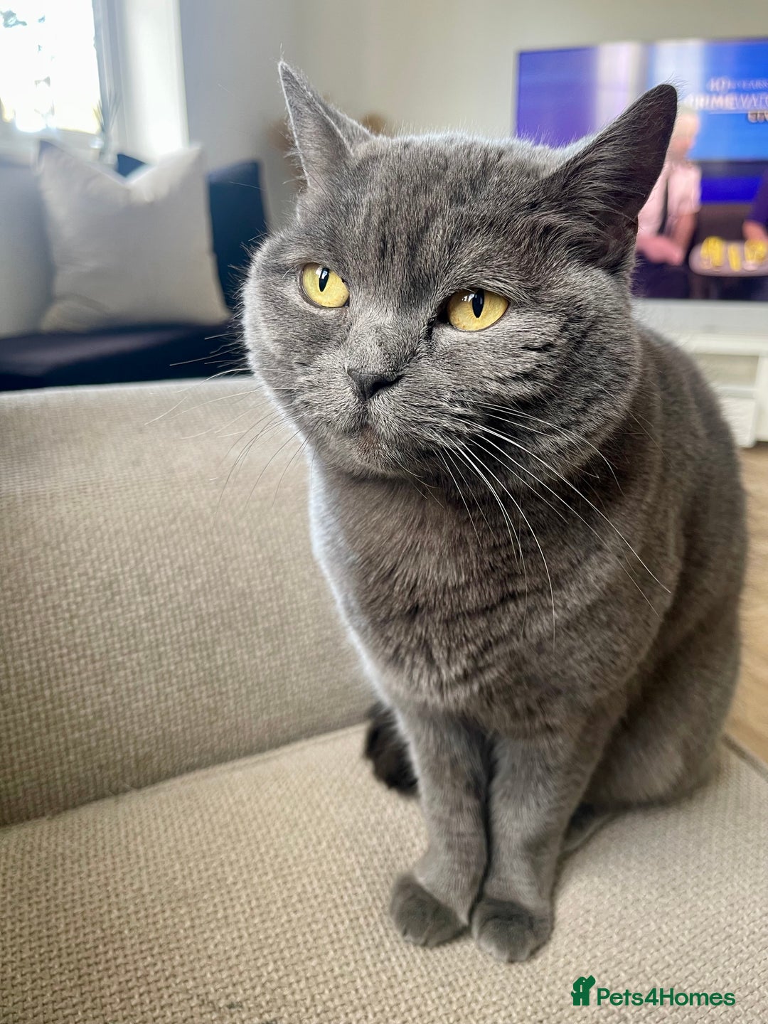 British Shorthair cats for sale: British blue (female) - Image 4