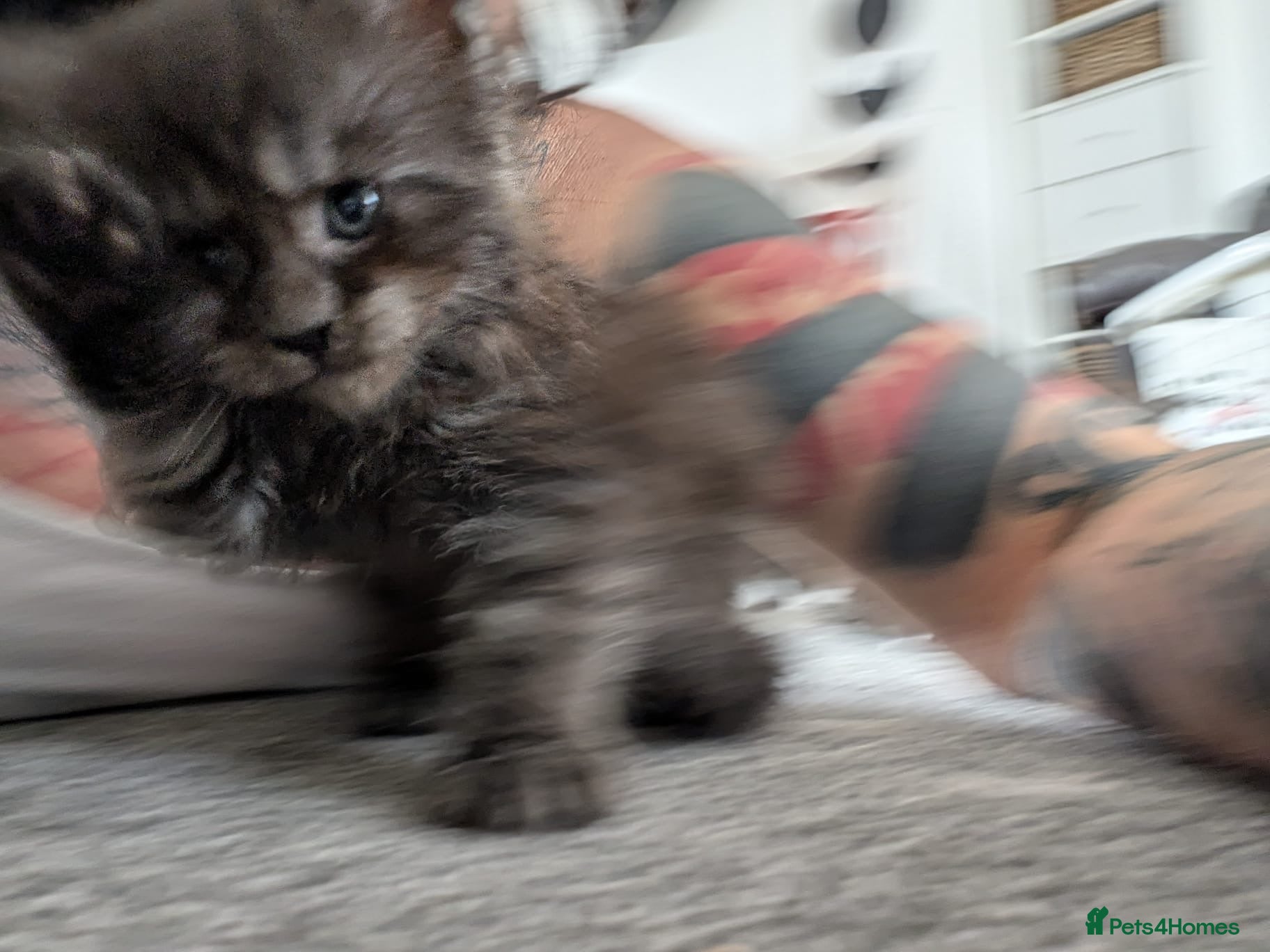 Maine Coon cats for sale: Maine coon kittens  - Advert 9