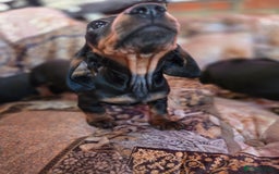 Miniature Dachshund dogs for sale: Quality mini dachshund dna clear - Advert 14