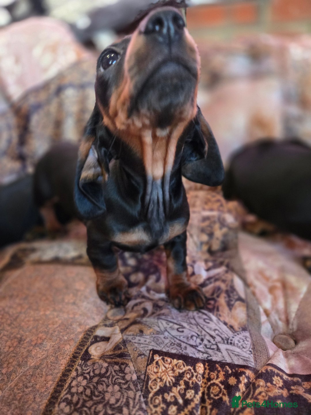 Miniature Dachshund dogs for sale: Quality mini dachshund dna clear - Advert 14
