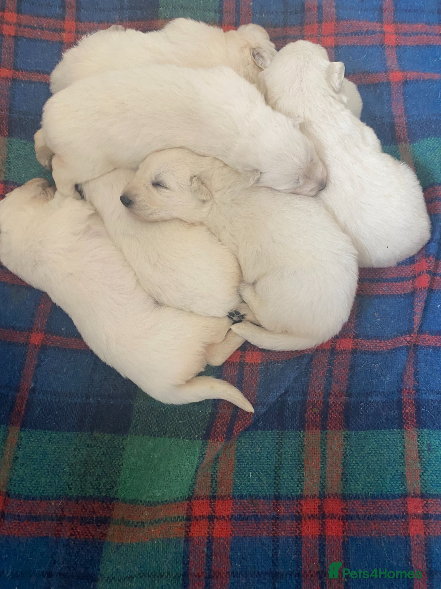 White Swiss Shepherd dogs Beautiful White Swiss Shepherd Puppies - Advert 4