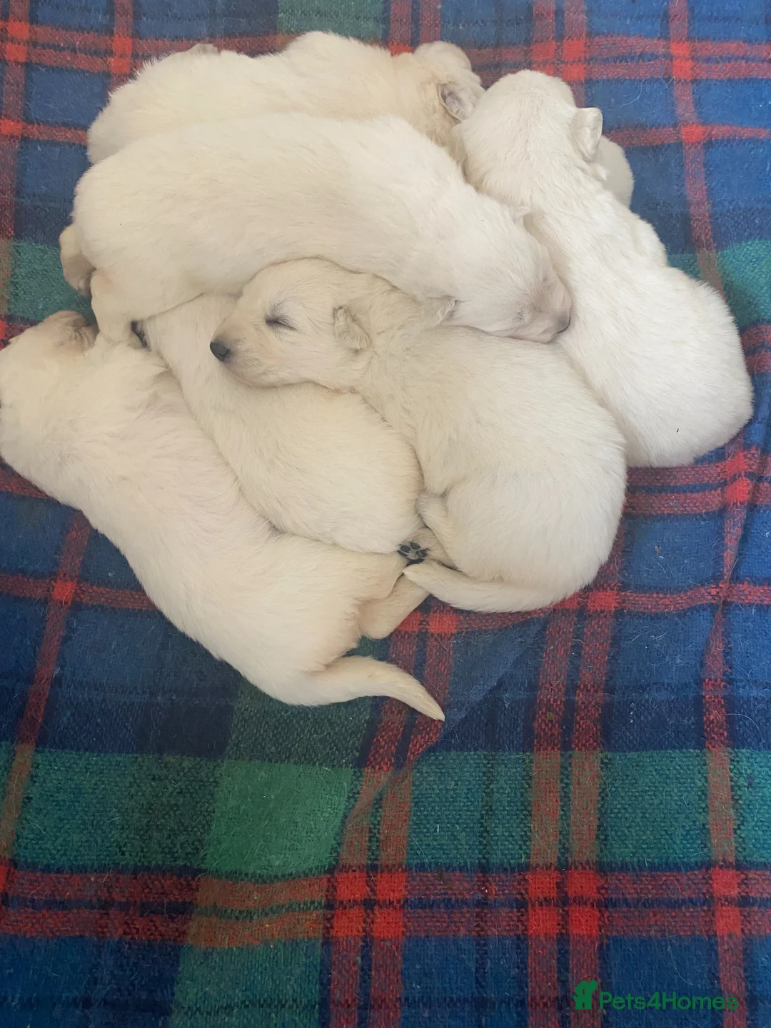 White Swiss Shepherd dogs for sale: Beautiful White Swiss Shepherd Puppies - Advert 1