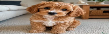 Cavapoo 1