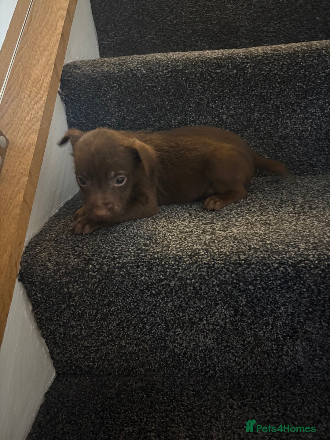 Patterdale Terrier dogs for sale: Patterdale Terrier pups  - Advert 8