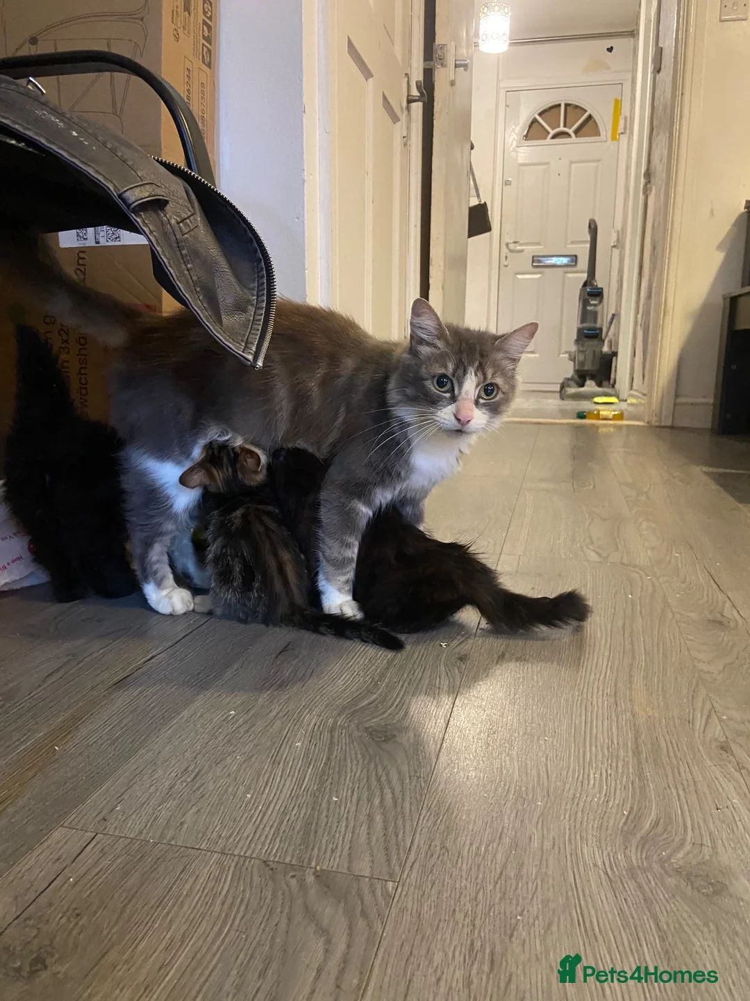 Mixed Breed cats for sale: Kittens/two adult cats - Advert 1