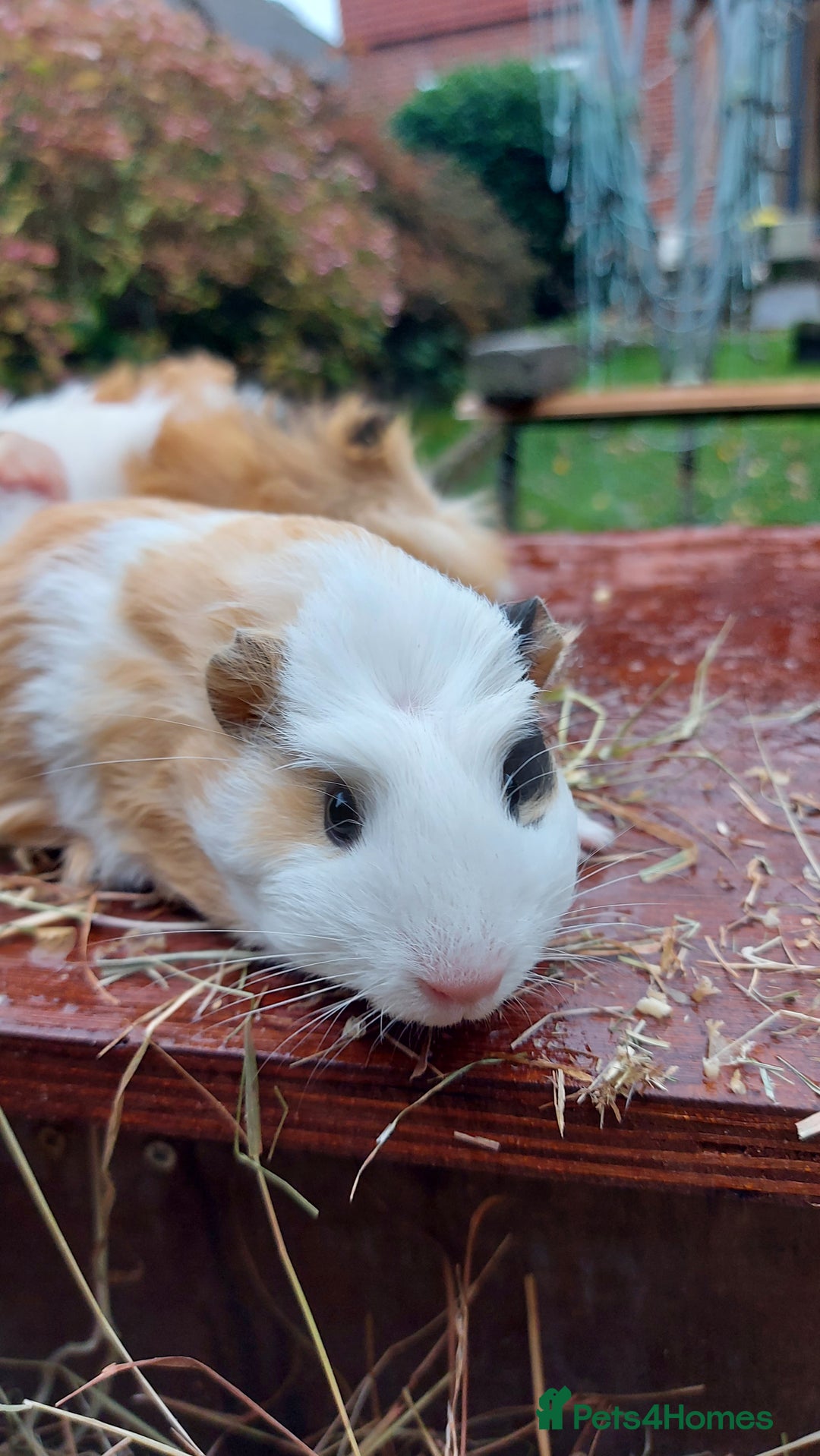 Guinea Pig rodents for sale: Beautiful Baby Guinea Pigs - Image 2