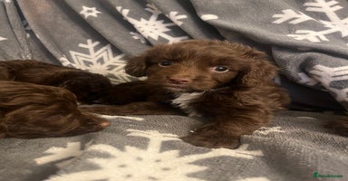 Cockapoo dogs - Advert 16