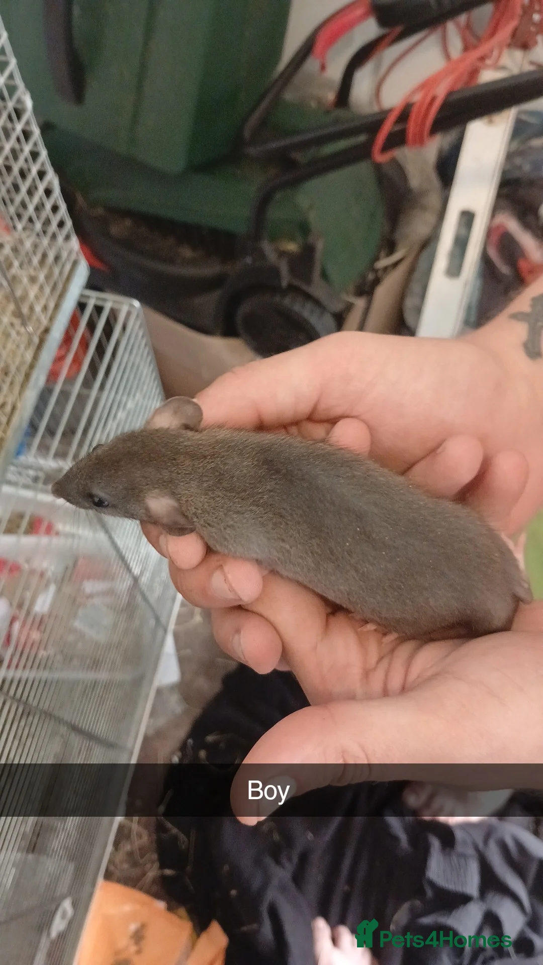 Rat rodents for sale: Dumbo and rex baby rats  in Brierley Hill - Advert 1