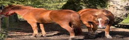 New Forest horses for sale: Home saught for the Newforest Boys  - Advert 4