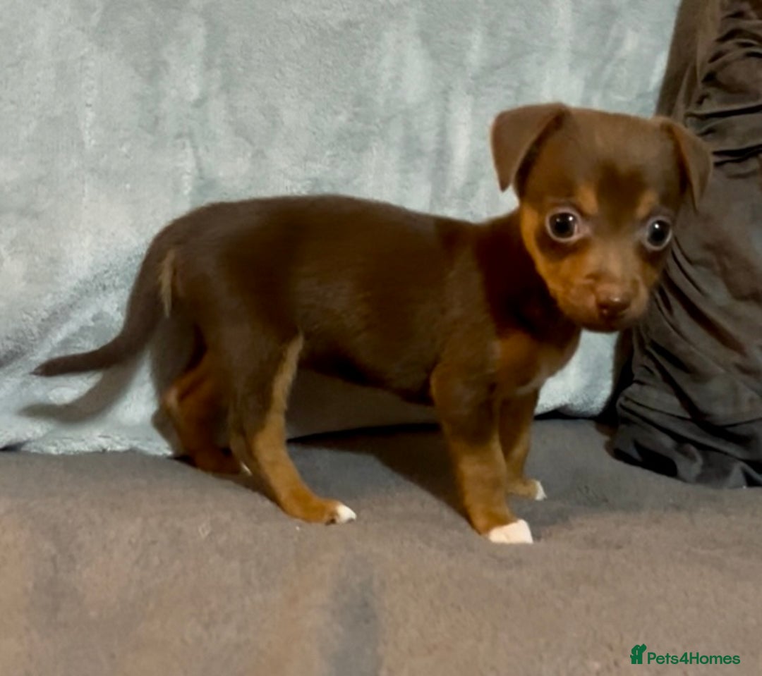Jack Russell dogs for sale: 🌈 Rare Coloured Old Fashion Type Jack Russel’s 😂 - Image 6