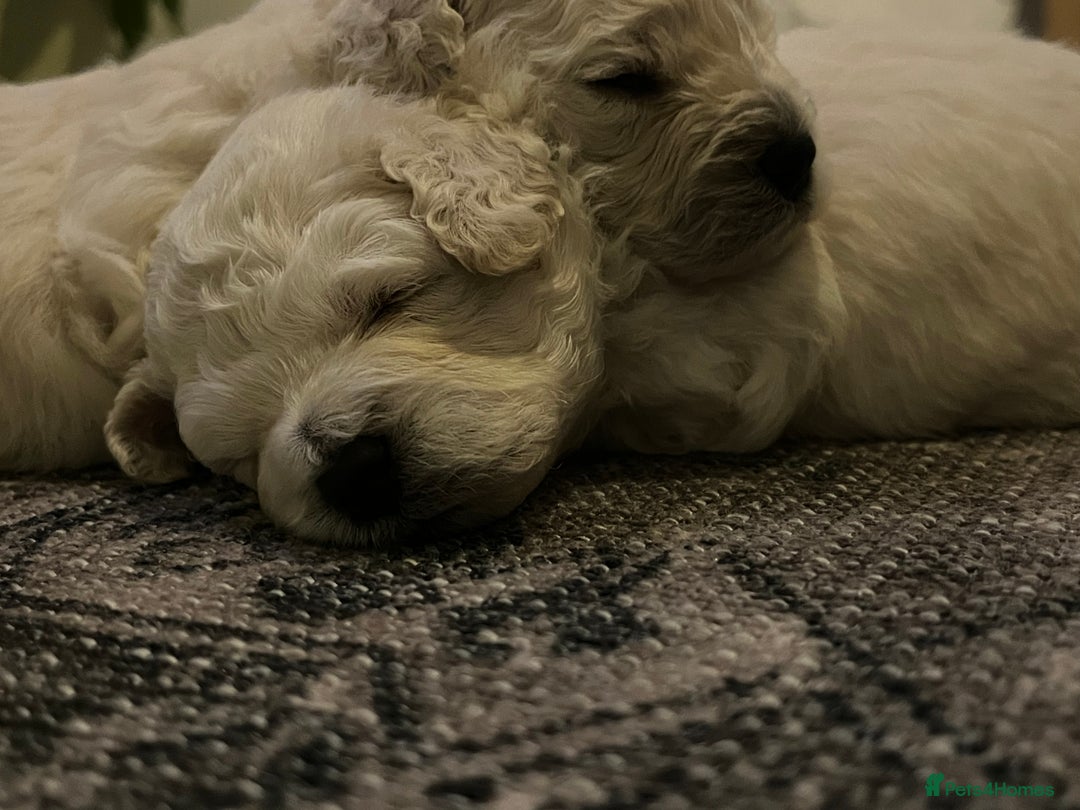 Bichon Frise dogs for sale: Bichon frise - Advert 7