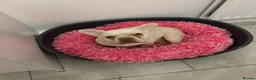 French Bulldog dogs for sale: Beautiful girl looking for her perfect home 🩷 - Advert 5