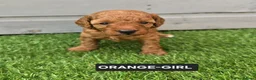Toy Poodle dogs for sale: STUNNING RED KC TOY POODLE 🤩🐶 - Advert 26