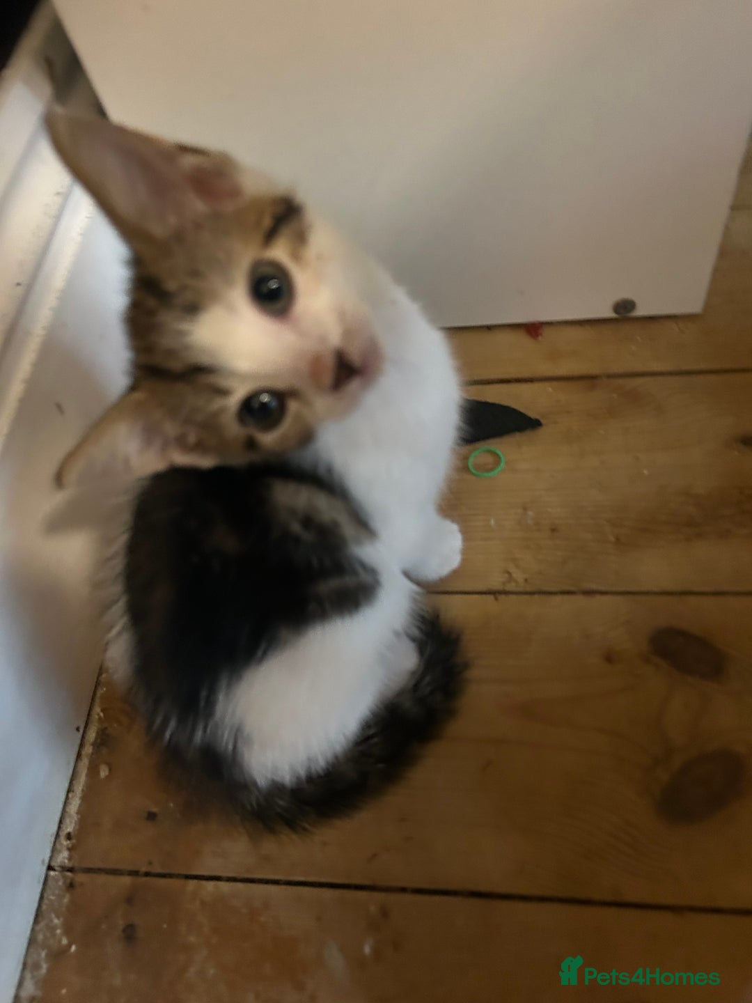Mixed Breed cats for sale: Two beautiful female kittens - Image 3
