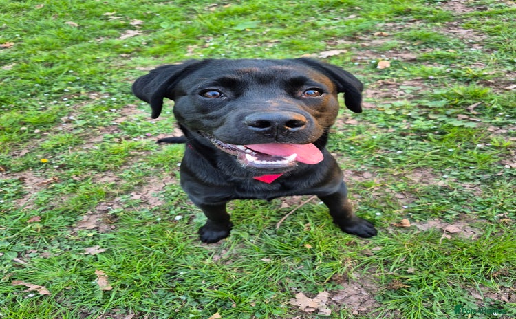 Labrador Retriever dogs - Advert 1