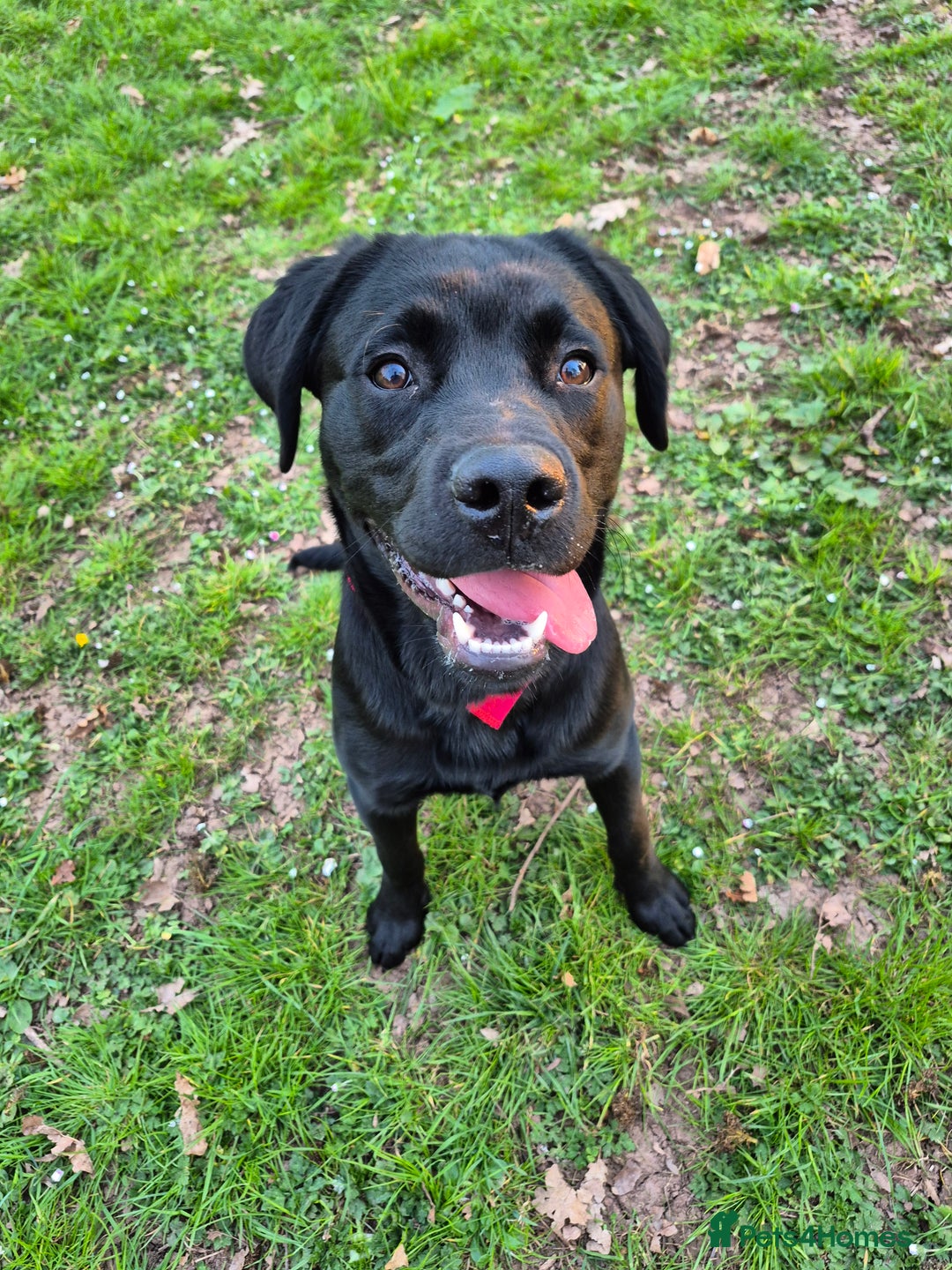 Labrador Retriever dogs for sale: Rehome Beautiful Lab - Image 1