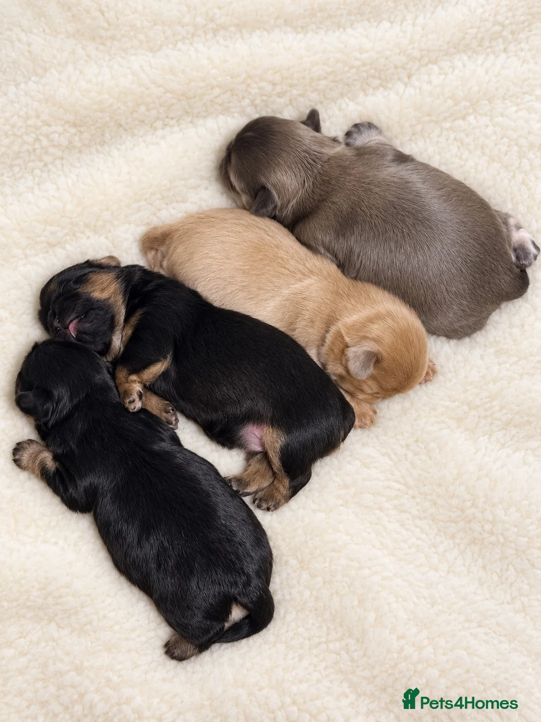 Shih Tzu dogs for sale: Beautiful imperial Shih Tzu Puppies - Advert 7