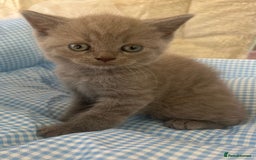 British Shorthair cats for sale: Beautiful cuddly, British short hair kittens  - Image 6