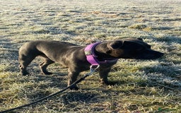 Staffordshire Bull Terrier dogs for sale: KC Staffordshire bull terrier LAST BOY REDUCED  - Image 15