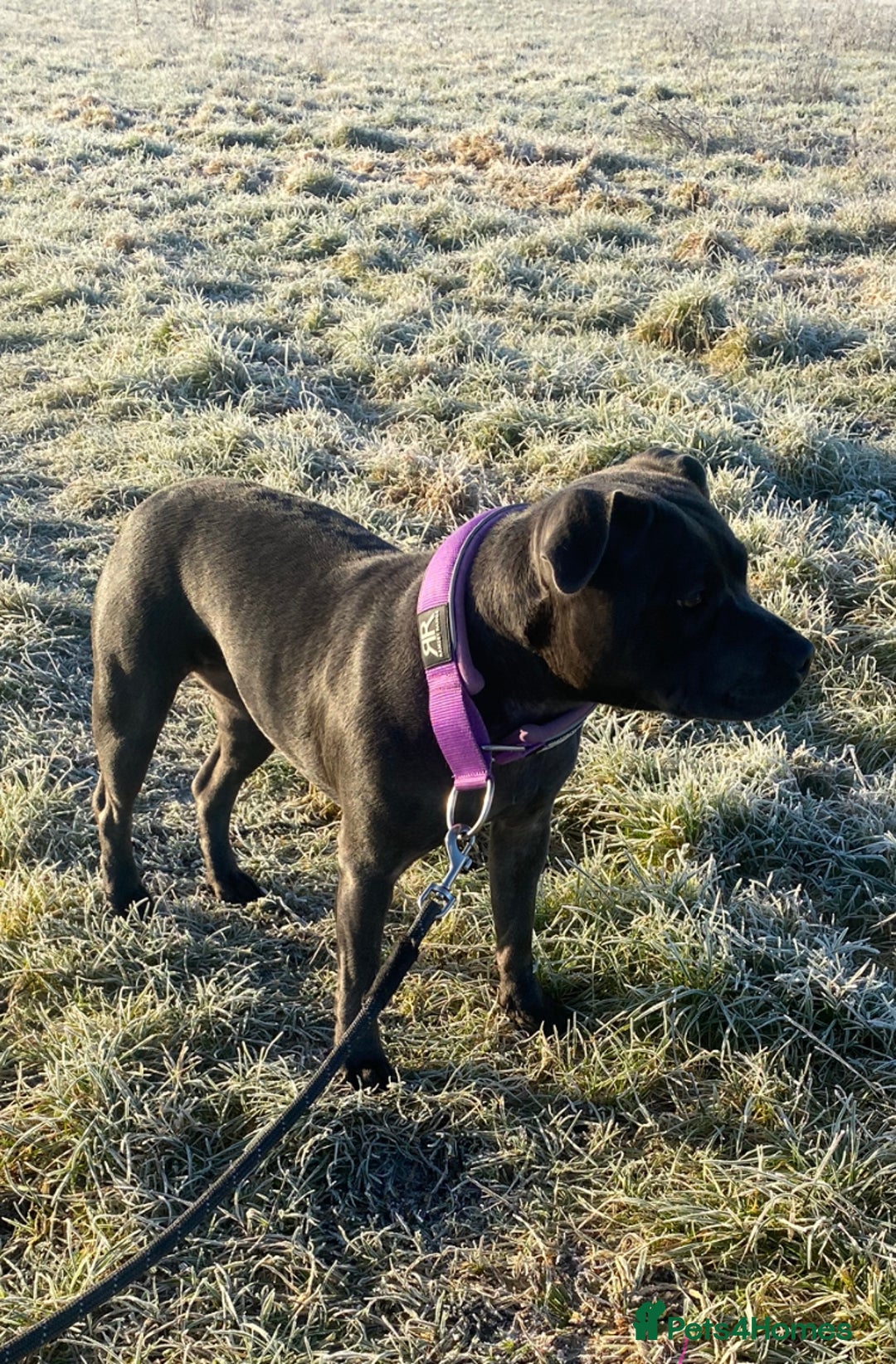 Staffordshire Bull Terrier dogs for sale: KC Staffordshire bull terrier LAST BOY REDUCED  - Image 15