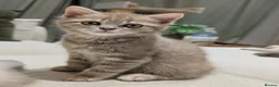 British Shorthair cats for sale: Rare colours British Kittens, ready soon.  - Advert 13