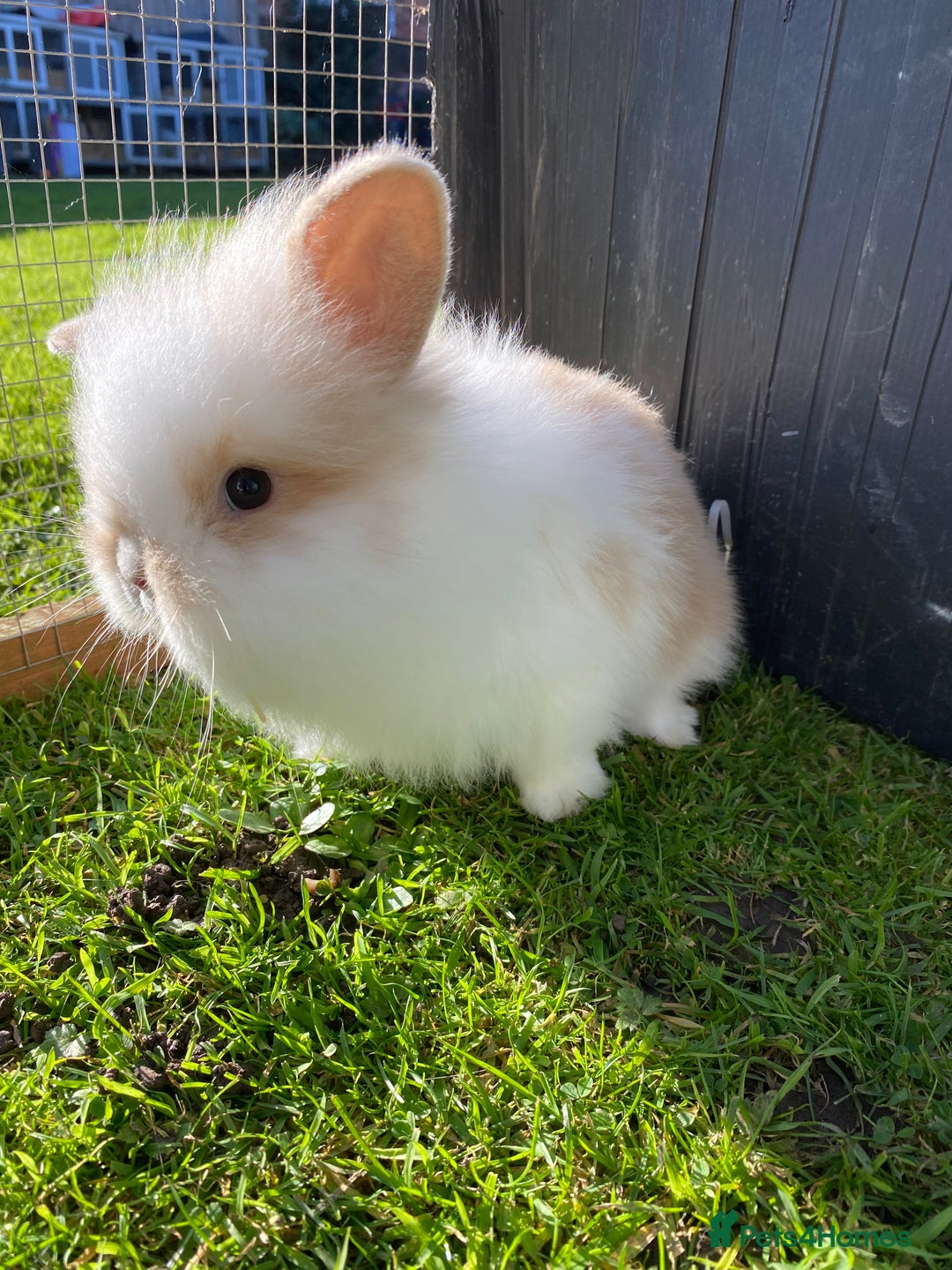 Mini Lion Lop rabbits for sale: Male rabbits ready now  - Advert 3