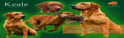 Mixed Breed dogs for sale: German Wirehaired Pointer x Labrador Puppies in Oswestry - Advert 2