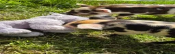 Pig livestock for sale: Stunning kune kune friendly pet piglets - Advert 8