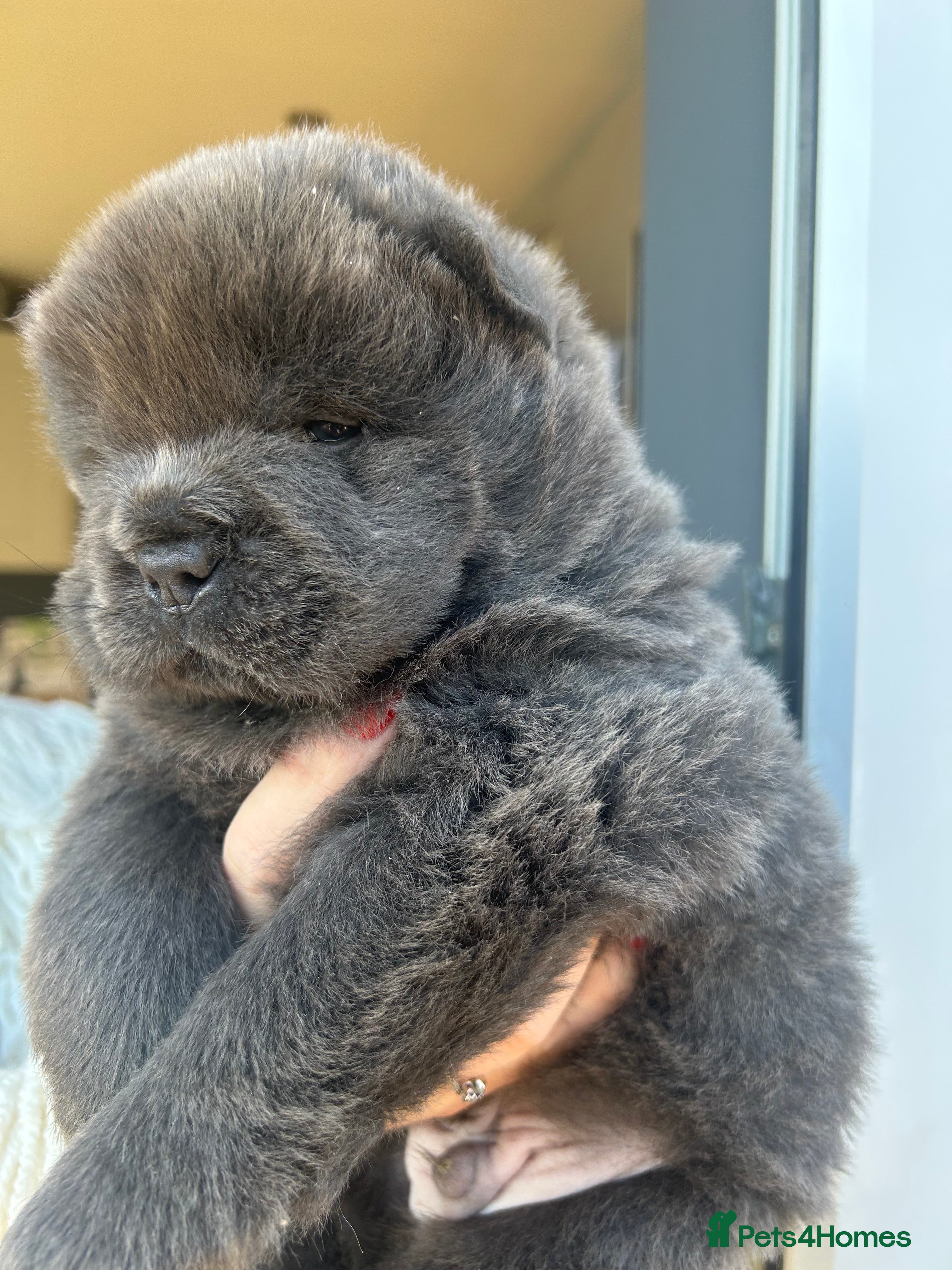 Chow Chow dogs Chow Chow puppy (top blood lines) - Advert 3