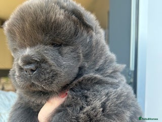 Chow Chow dogs Chow Chow puppy (top blood lines) - Advert 3