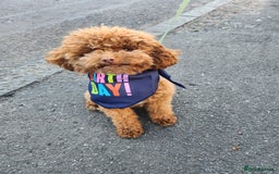 Toy Poodle dogs for stud: ✨ Toy Poodle 🐾  - Image 5