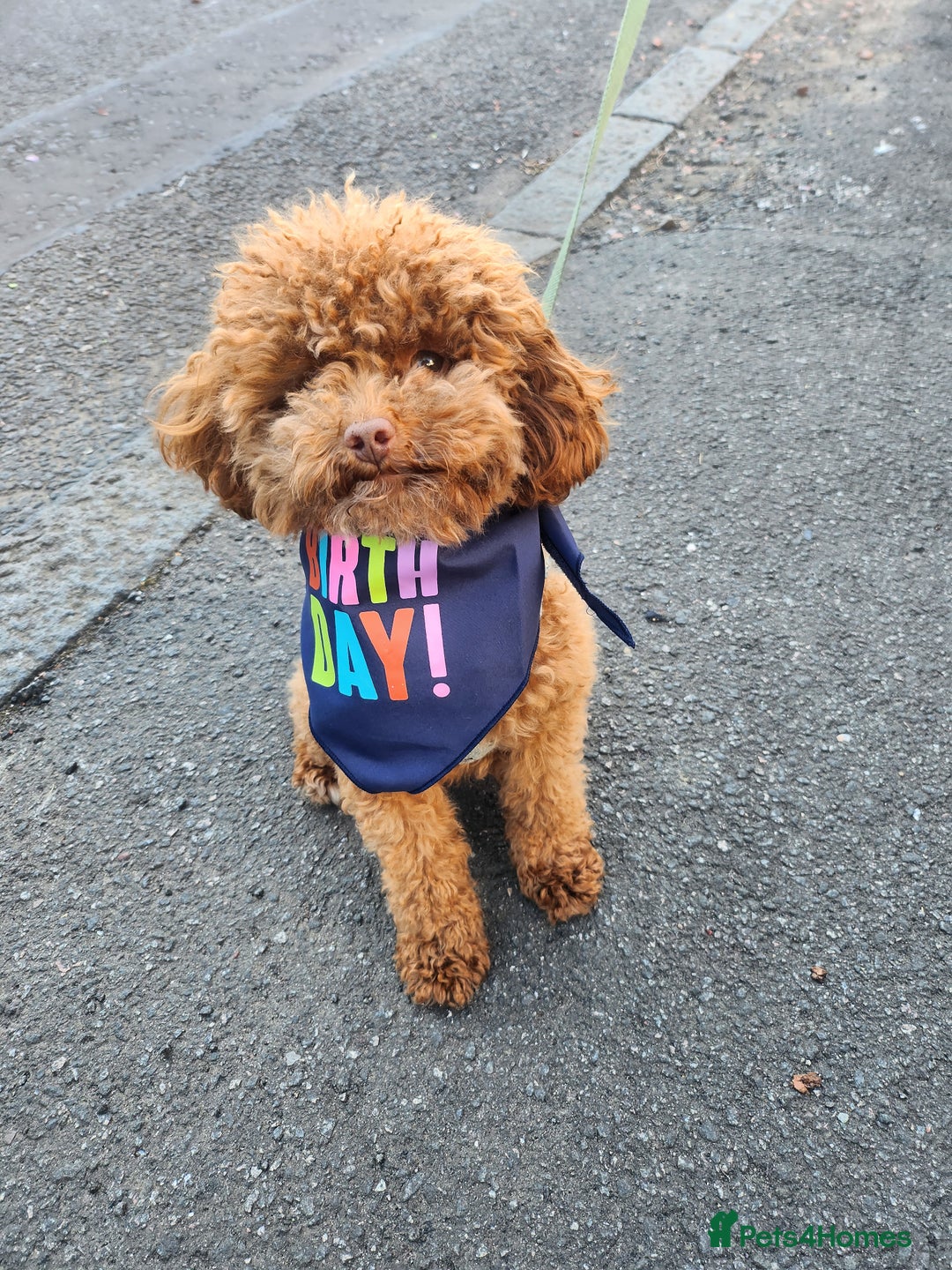 Toy Poodle dogs for stud: ✨ Toy Poodle 🐾  - Image 5