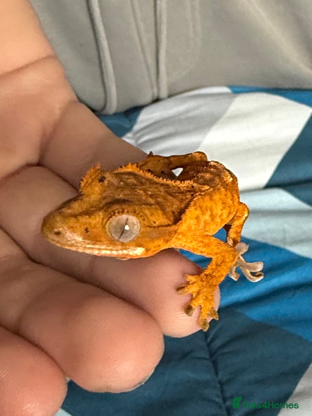 Gecko reptiles for sale: 2x baby crested gecko and full bioactive setup - Image 2