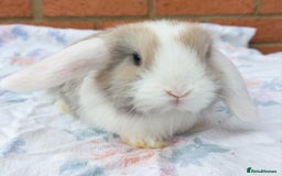 Mini Lop rabbits for sale: ☆ Beautiful Mini Lop Babies ☆ - Image 4